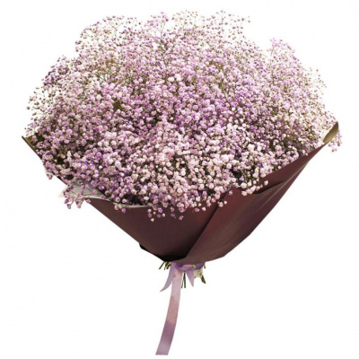 гигант розовой гипсофилы